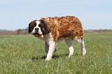 SAINT BERNARD 099